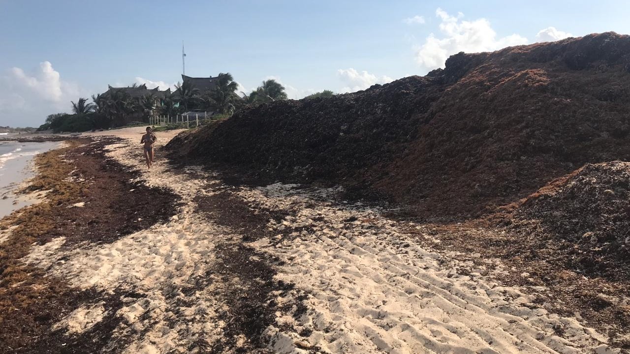 Una gran cantidad de sargazo llegó a Tulum este jueves.