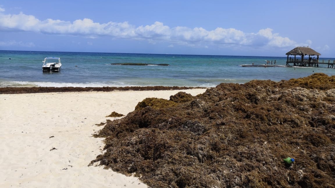 Llega ola de sargazo a Playa del Carmen.