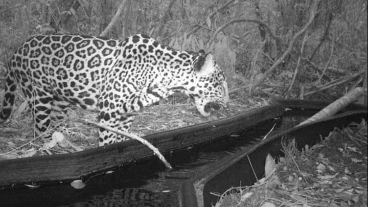Se instalan cámaras trampa para el monitoreo de las condiciones de salud de la fauna que se presente a estos sitios para beber el vital líquido.
