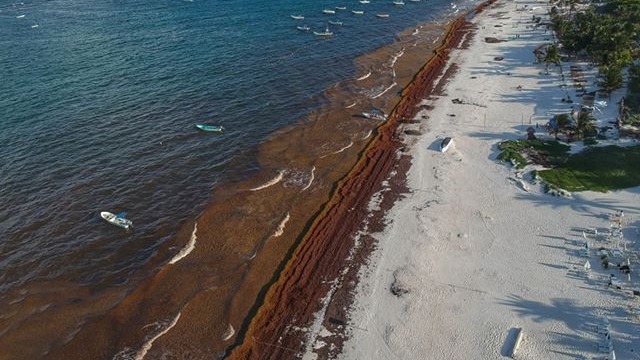 Nueva Masa De Sargazo Se Aproxima A Las Costas De Quintana Roo Super News