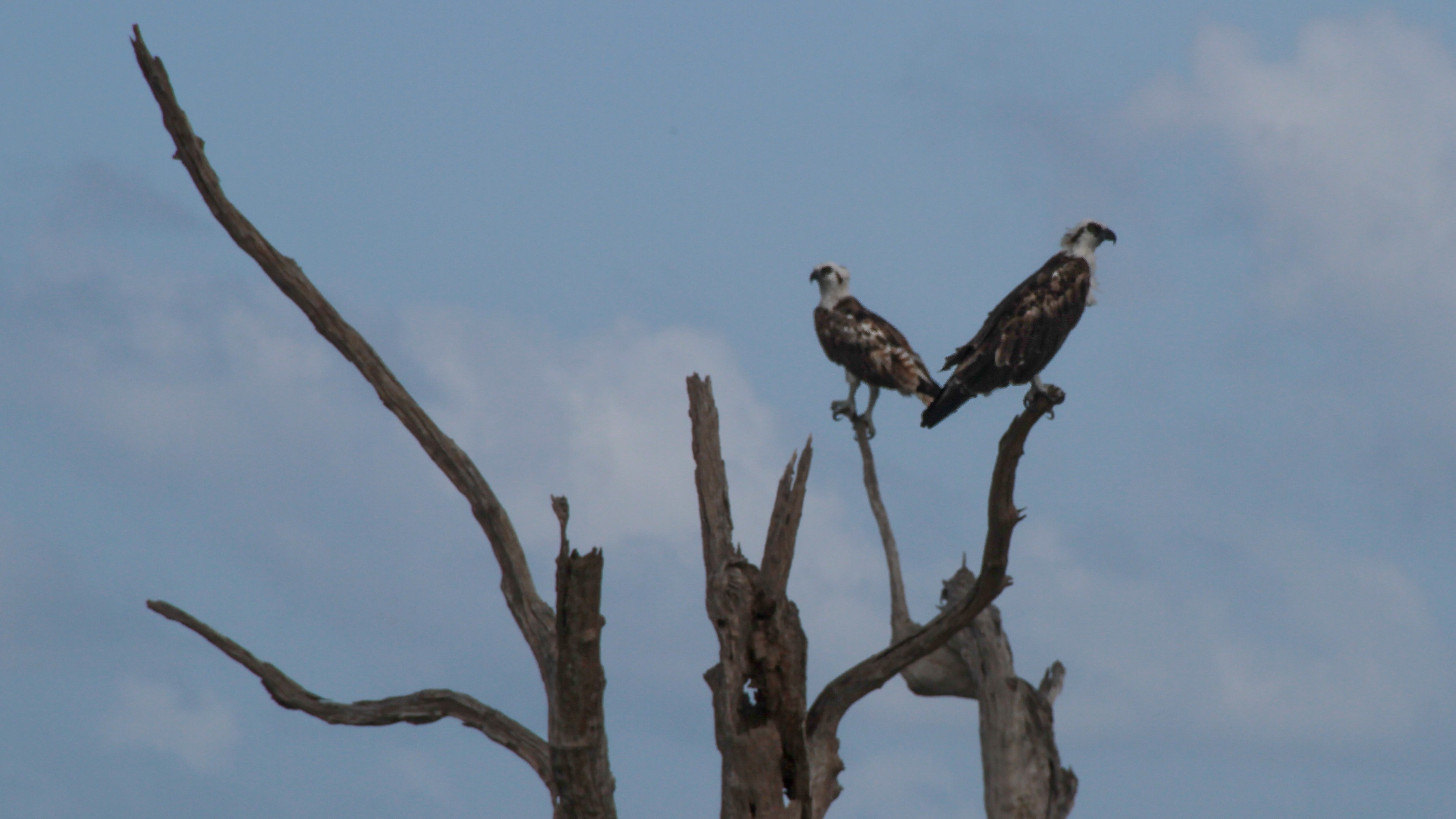 Un para de águilas pescadoras reposan en un manglar seco en Laguna Colombia.
