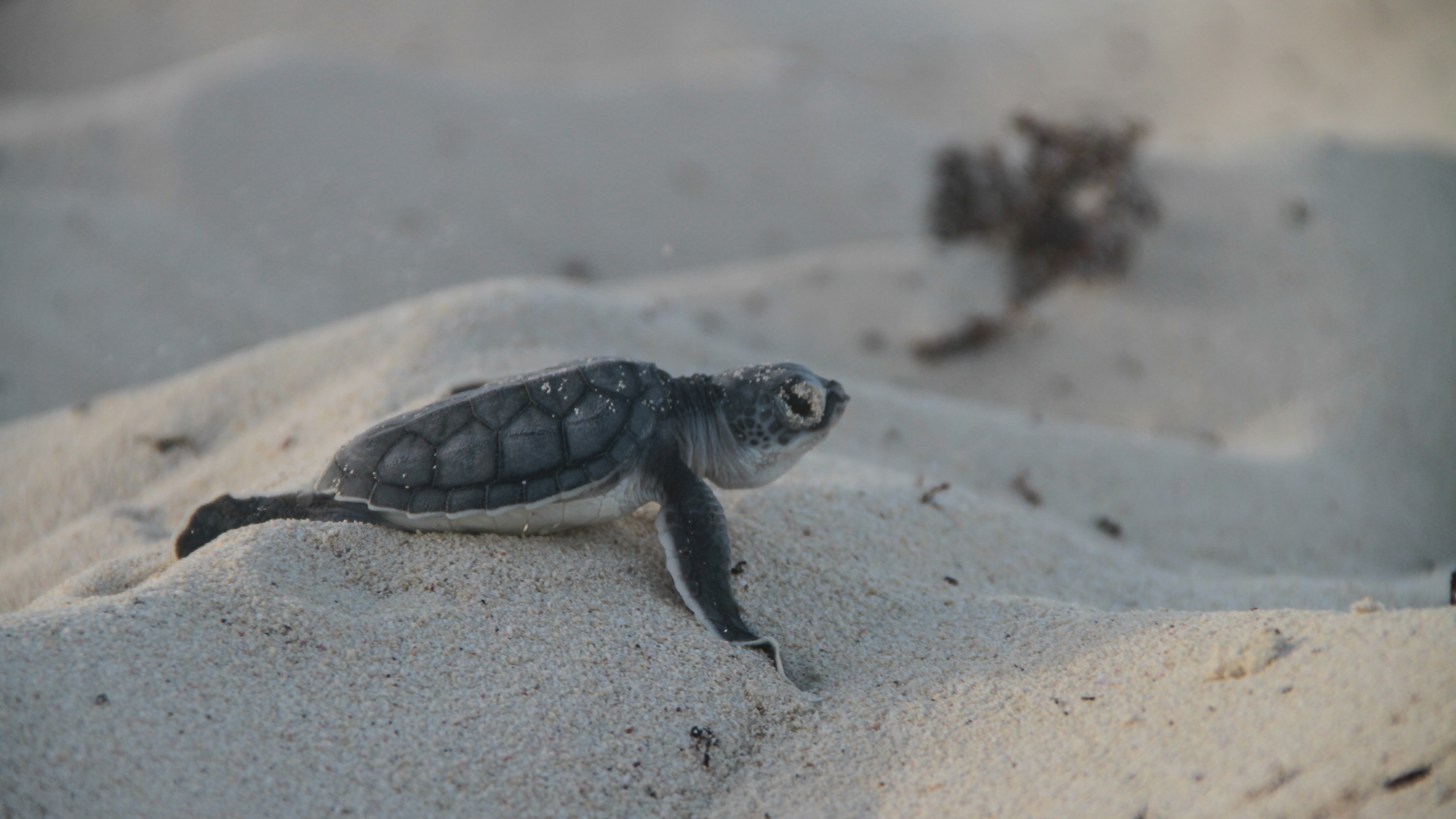 La temporada de tortugas marinas comienza a mediados de mayo y finaliza el 30 de noviembre.