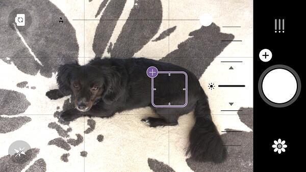 Trước ảnh của con chó đen trên Camera + 1 ứng dụng chỉnh sửa ảnh