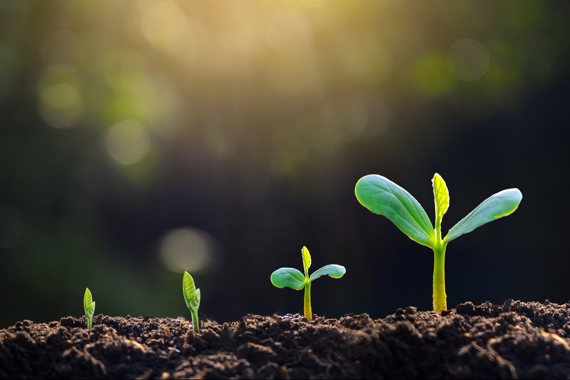 成长的唯一途径就是开始