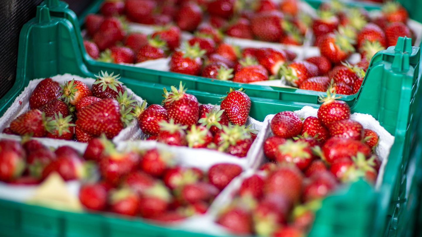Nadeln in Erdbeeren entdeckt: Familienvater verhindert Schlimmeres