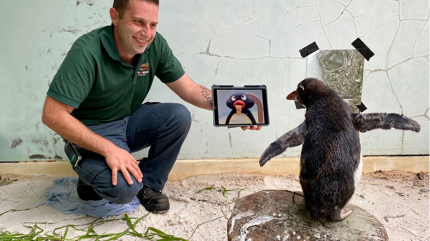 Zoo in Perth: Einsamer Pinguin schaut Pingu auf seinem Tablet