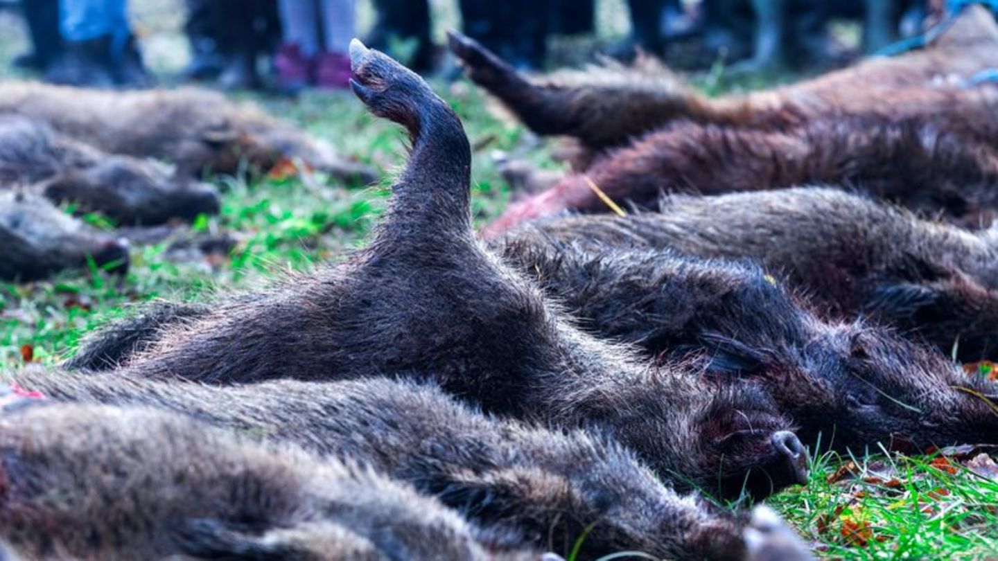 Neuer Fund: Afrikanische Schweinepest breitet sich in Brandenburg aus