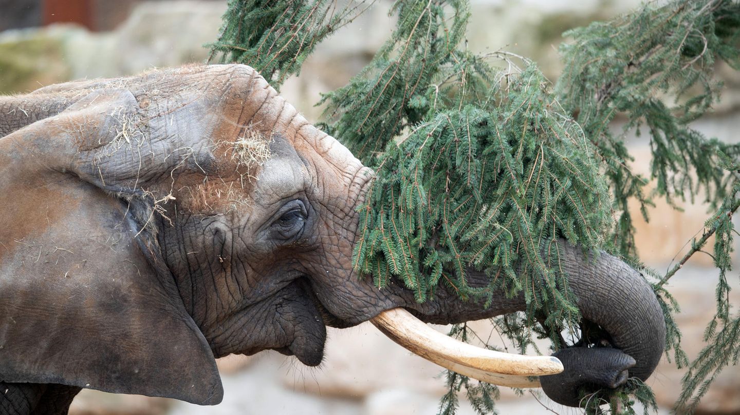 Dresdener Zoo: Elefanten fressen alte Weihnachtsbäume