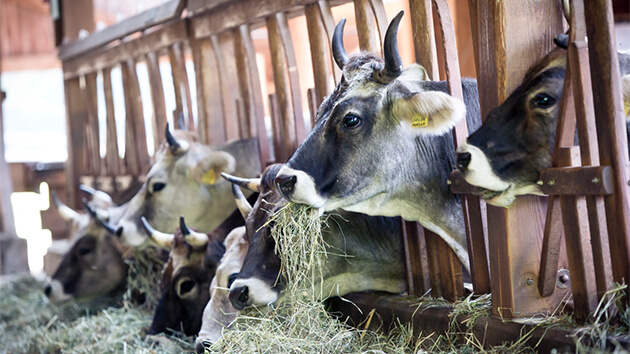 Vom Nischen- zum Massenprodukt › absatzwirtschaft