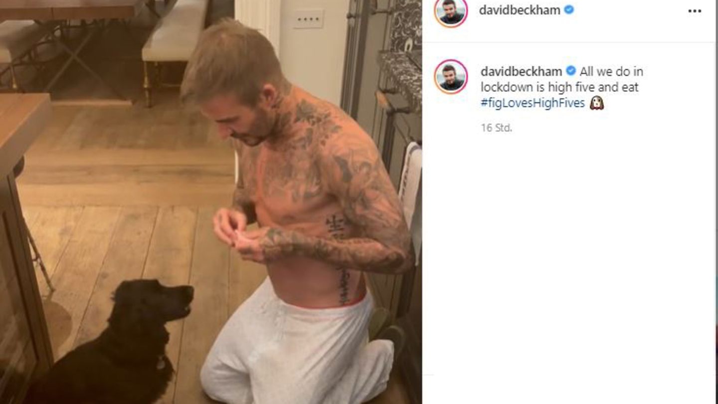 David Beckhams Lockdown-Beschäftigung: Pfötchen und Leckerlis