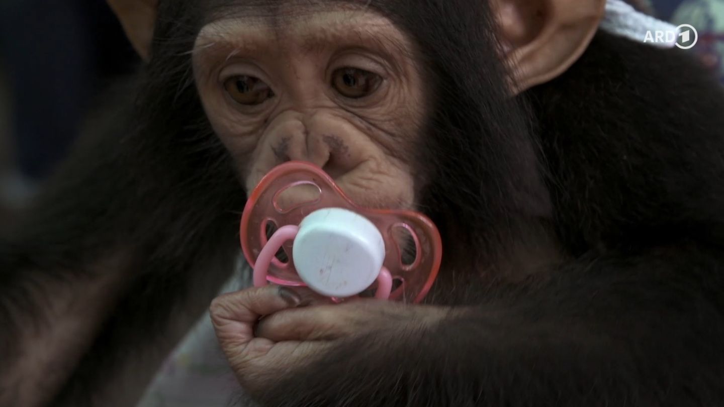 "Planet ohne Affen" Trailer: Auf den Spuren des illegalen Affenhandels