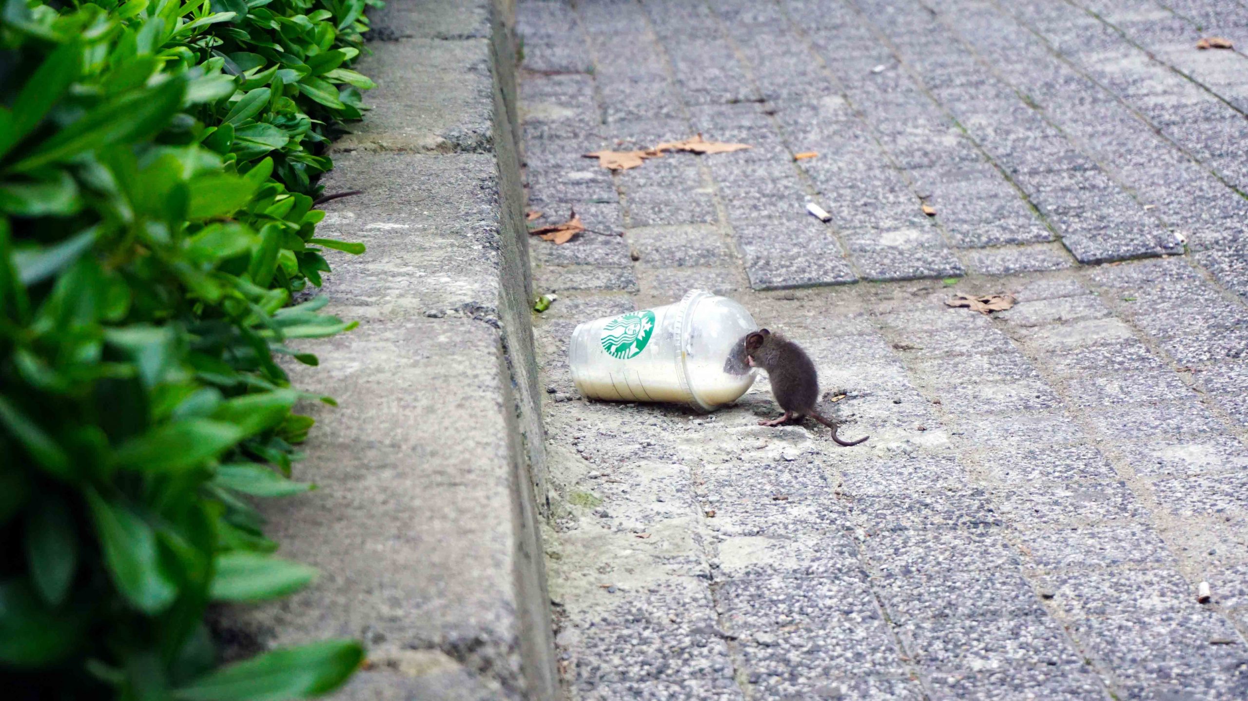 Deutschland setzt EU-Verbot von Plastikartikeln um › absatzwirtschaft