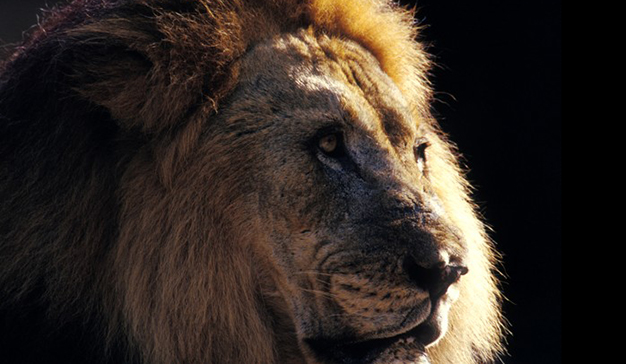 Marketeros sin memoria enfrentando muchas cosas por hacer