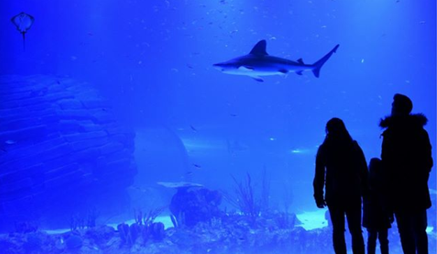 Atlantis Aquarium: cosas que hacer en XANADÚ