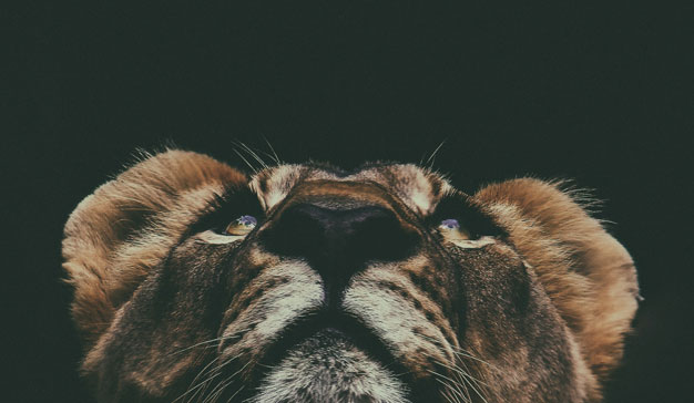 Los presidentes del jurado de Cannes Lions 2021