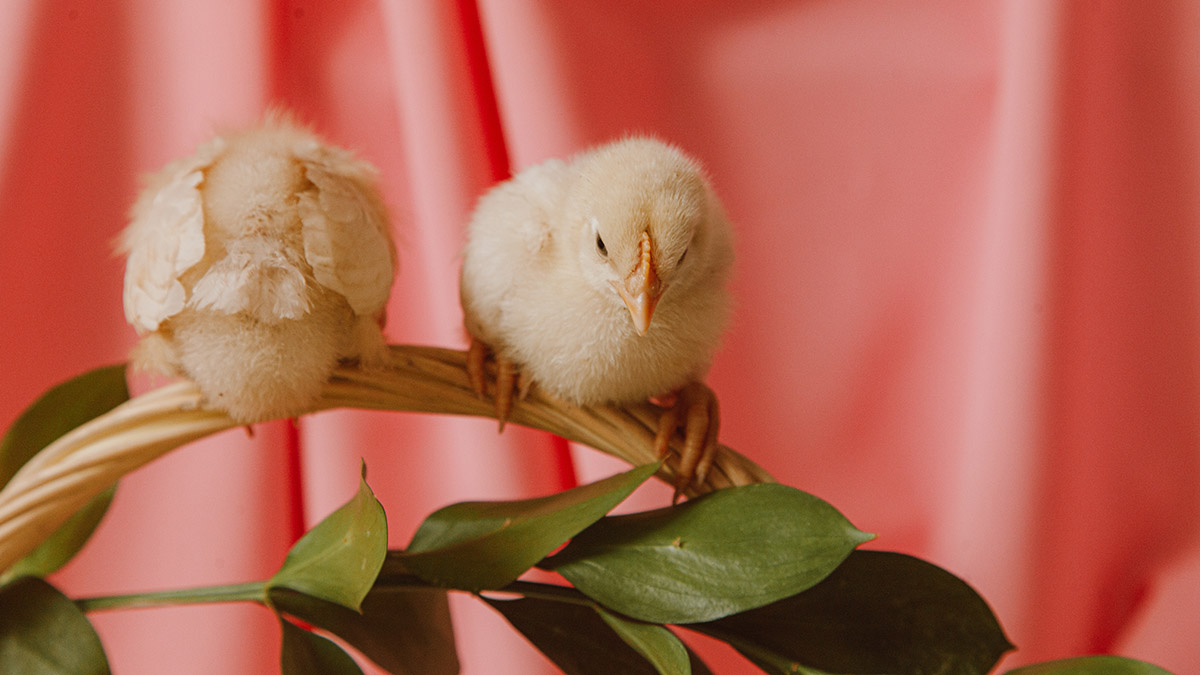 La influencia de los microinfluencers es el "ojito derecho" de las marcas