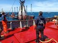 Unidas Podemos cuestiona el reparto de cuotas de atún rojo y urge a Planas a dar más peso a la pesca artesanal