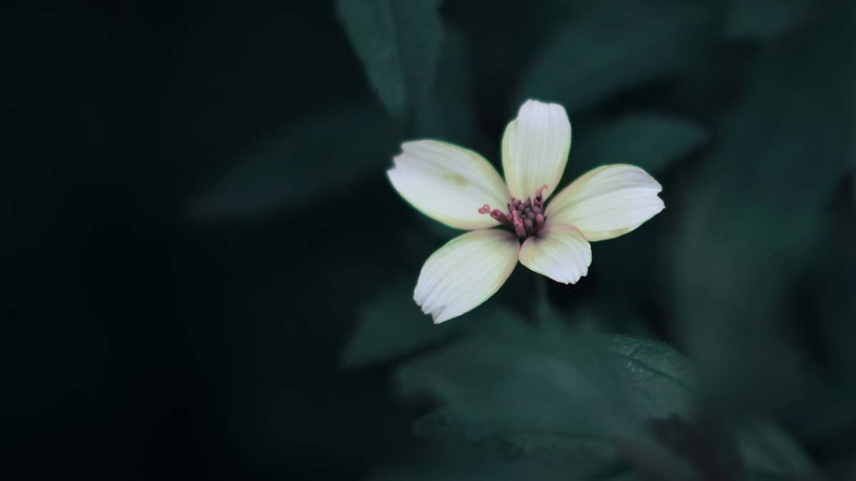 Advocacy marketing, una estrategia para el crecimiento de las marcas