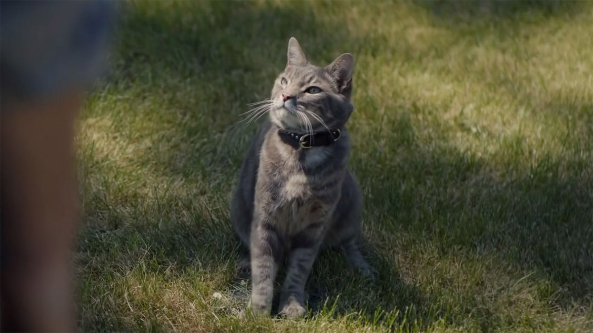 Un gato con alma de perro protagoniza este spot de Chevrolet