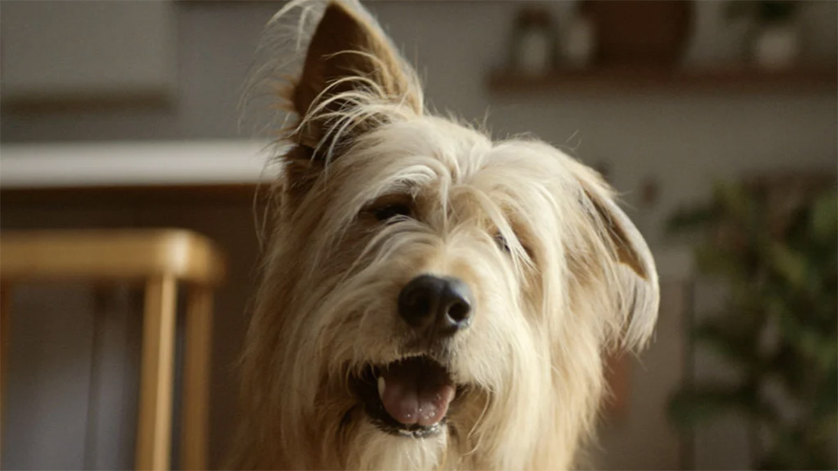 Este spot arranca la careta a la gente "fake" comparándola con perros