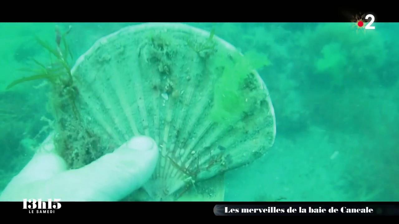 VIDEO. Des coquilles Saint-Jacques pêchées à la main de façon écologique dans le respect de la ressource et du milieu