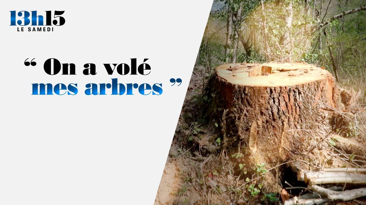 "13h15 le samedi". "On a volé mes arbres" - France 2 - 29 mai 2021