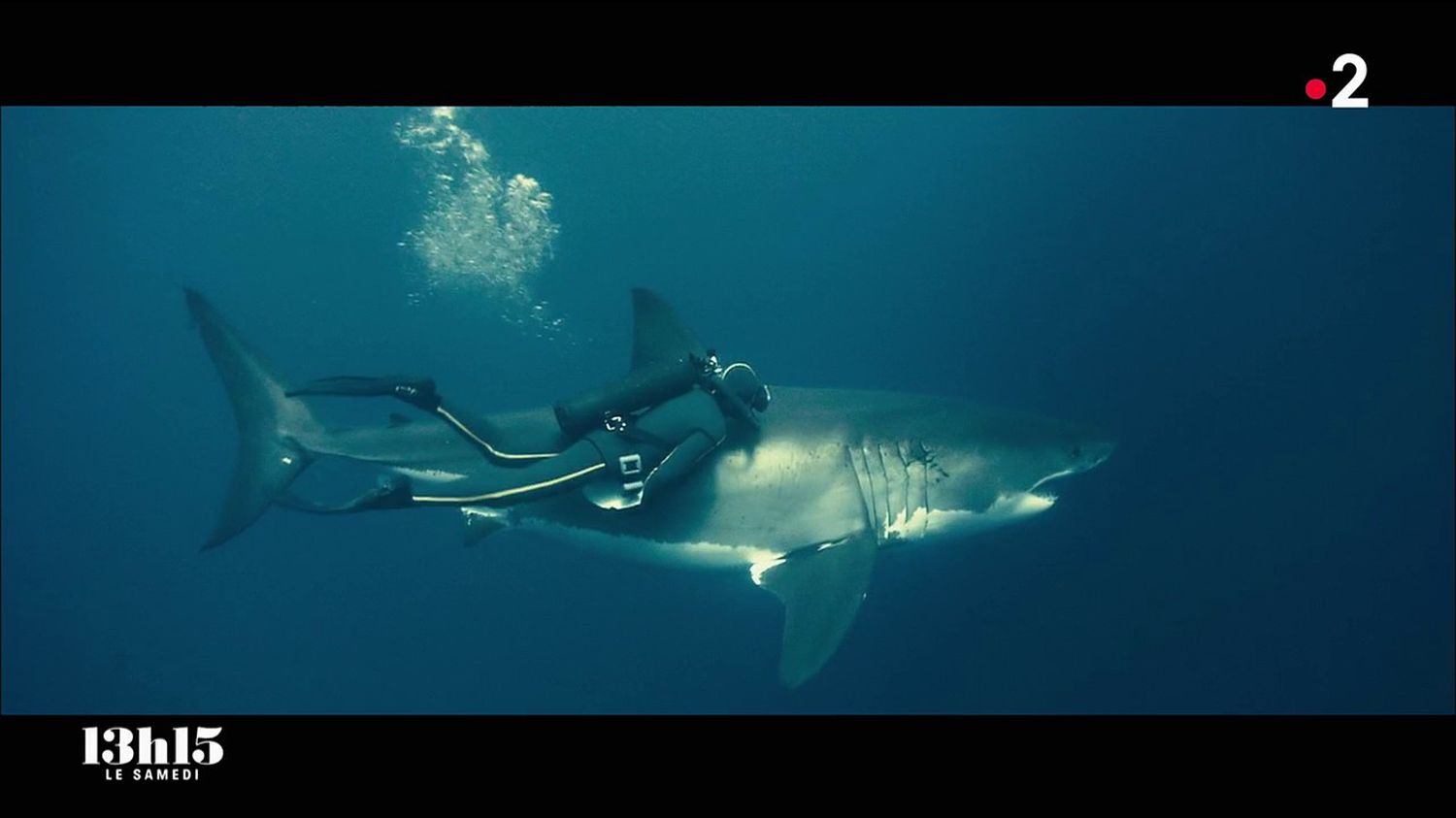 VIDEO. L'océanologue François Sarano réhabilite les requins qui souffrent d'une mauvaise réputation depuis le film "Les Dents de la mer"