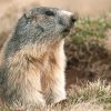 "Jamais je n'aurais imaginé que certains s'en délectaient", un député veut faire interdire la chasse à la marmotte en France