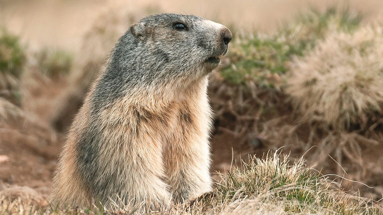 "Jamais je n'aurais imaginé que certains s'en délectaient", un député veut faire interdire la chasse à la marmotte en France