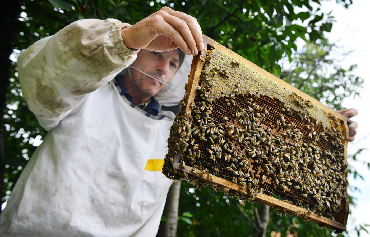 A Nébih a méhekkel van