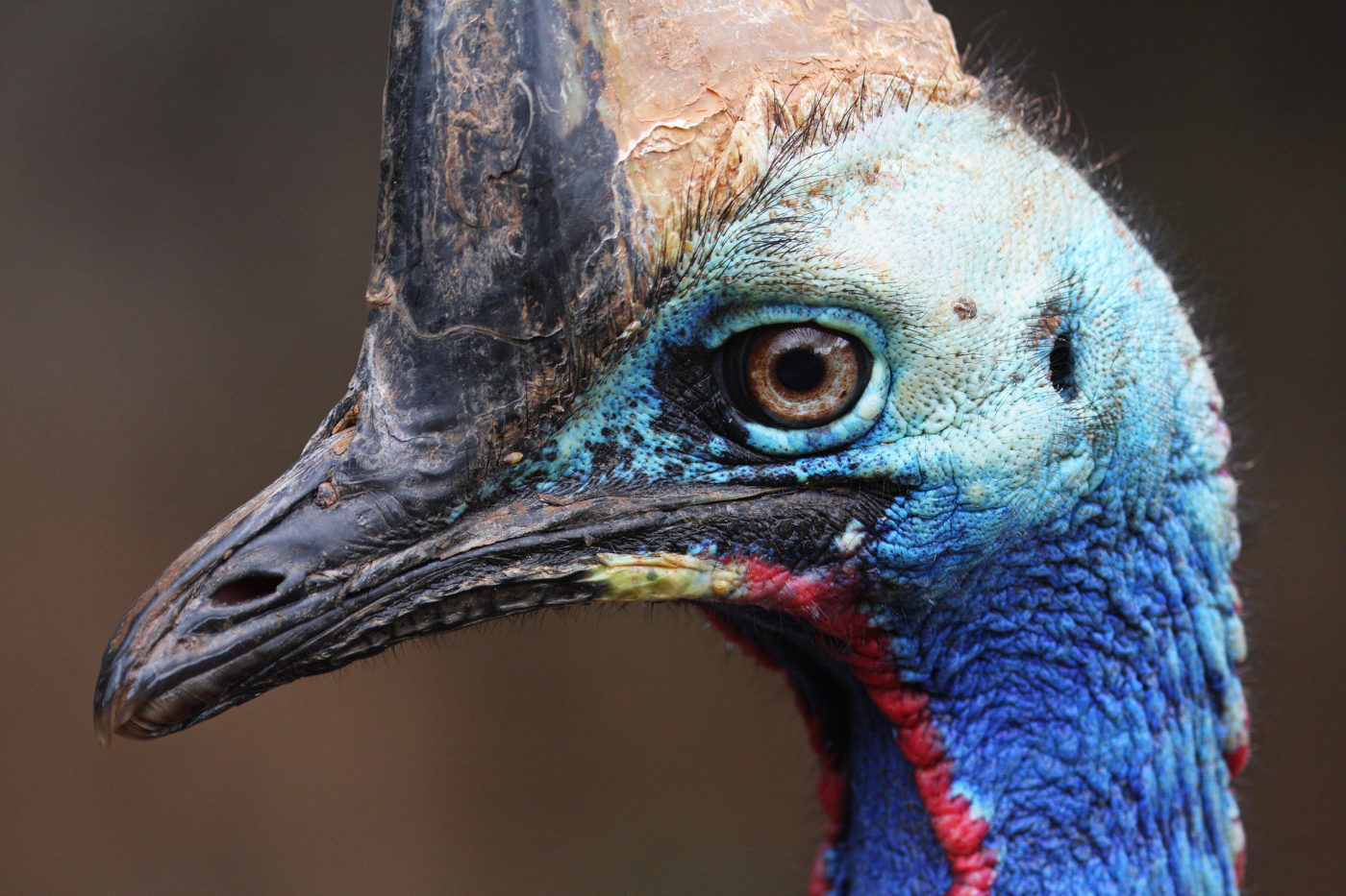 Captive Management Guidelines For The Southern Cassowary