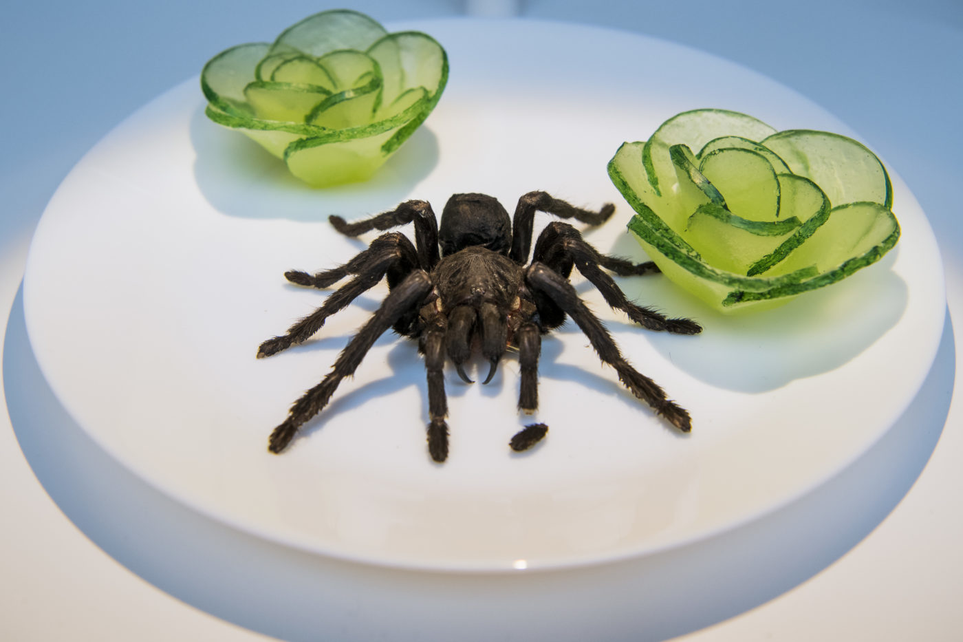 Fűszerezett szöcske, sült tarantula, dobogó kobraszív