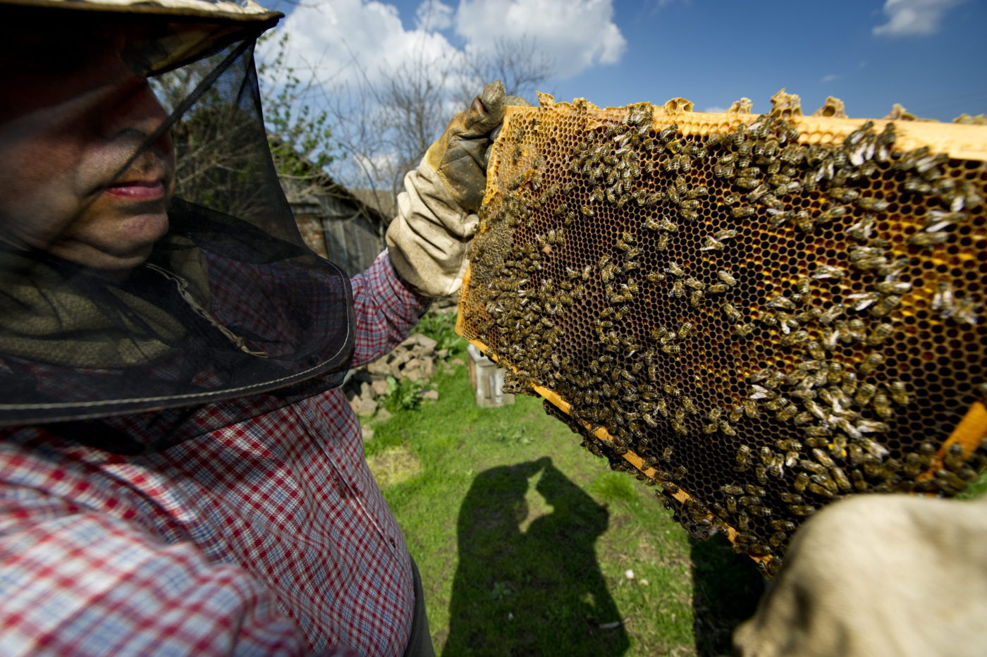 Több százmilliót fordítanak a magyar méhészek támogatására