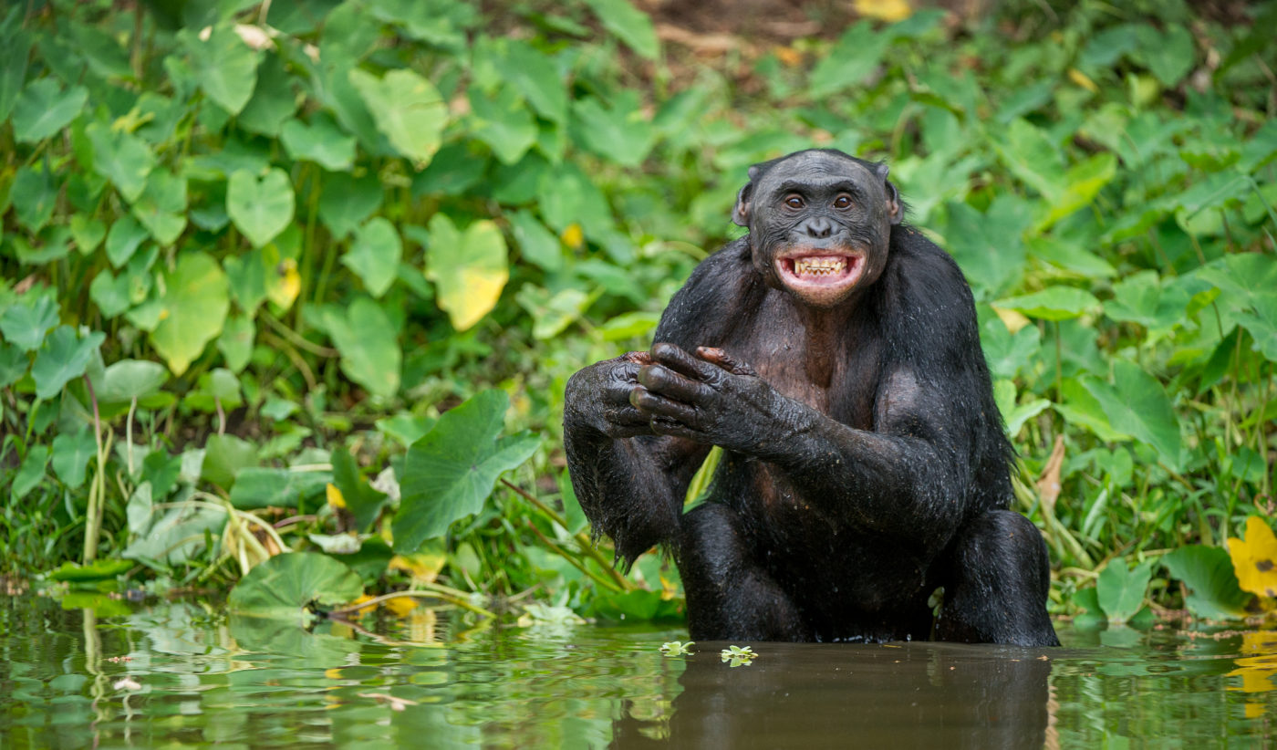 A csimpánzok Gabonban a fához csapdossák a teknősöket