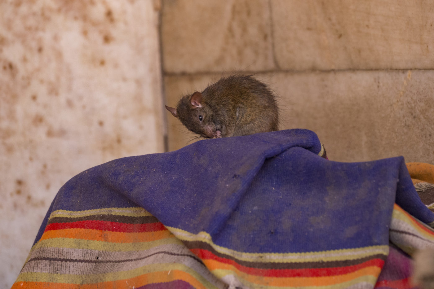 Mongóliában felütötte a fejét a pestis