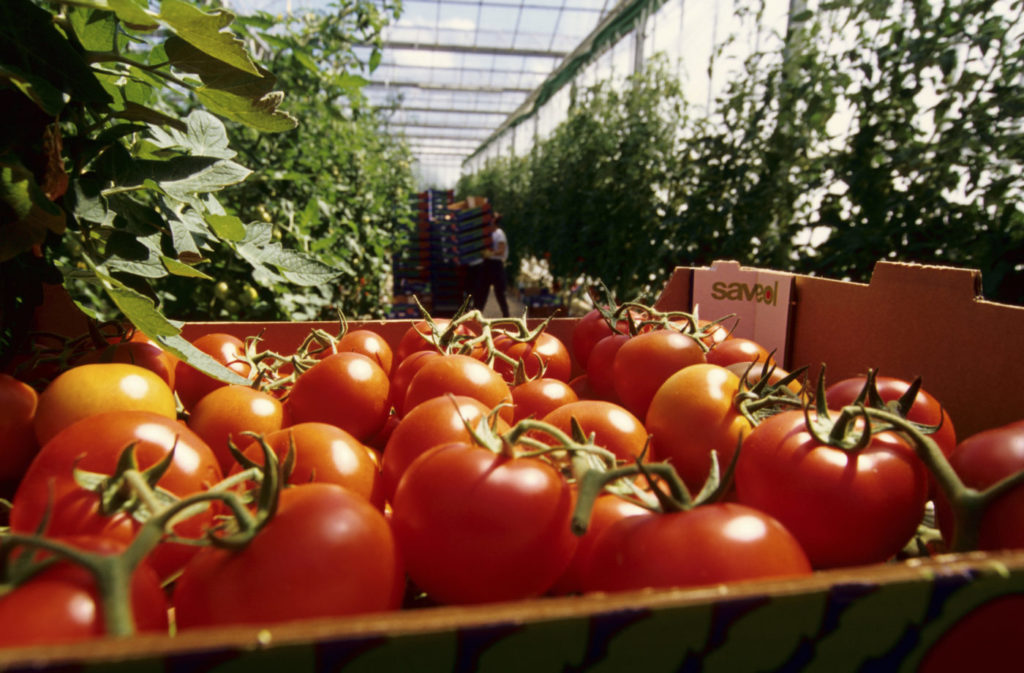 Paprikát és paradicsomot csempésztek a csalók