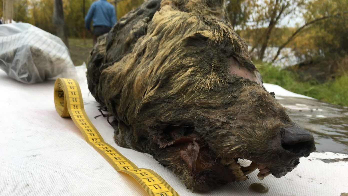 32 ezer éves farkasfejet találtak Szibériában