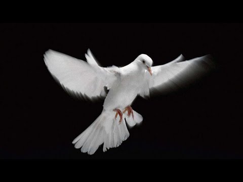 A Lélek-jelenlét formái - E-volution