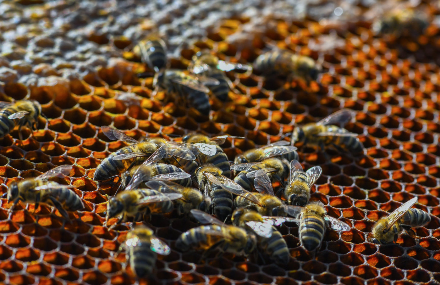 A méhpusztulási esetek jelentését várják az agrártárcánál