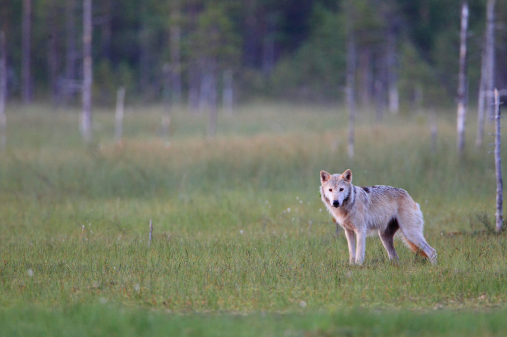 Farkascsempészeket füleltek le a finn hatóságok