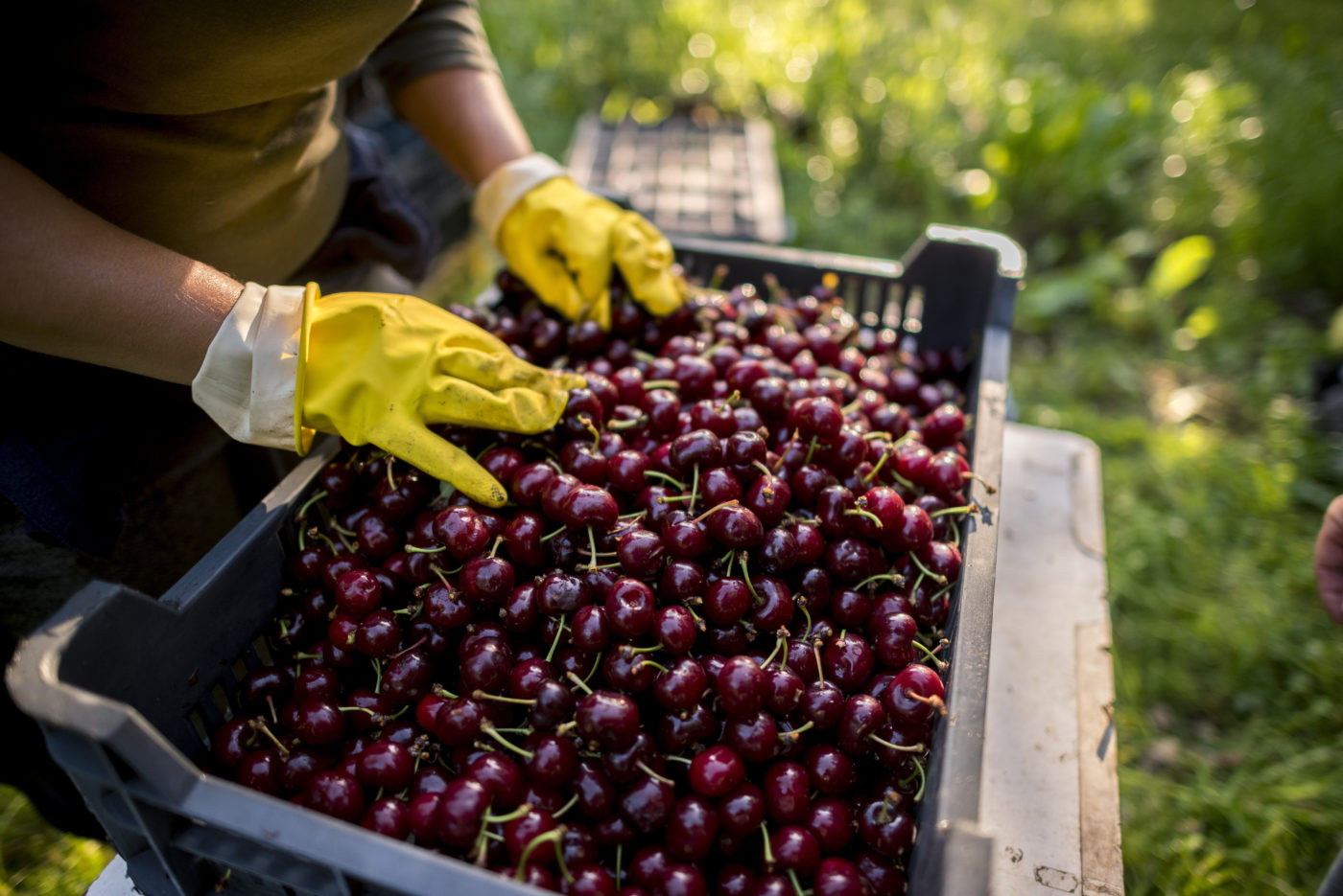 Ingyen ehetünk meggyet a jövő héten
