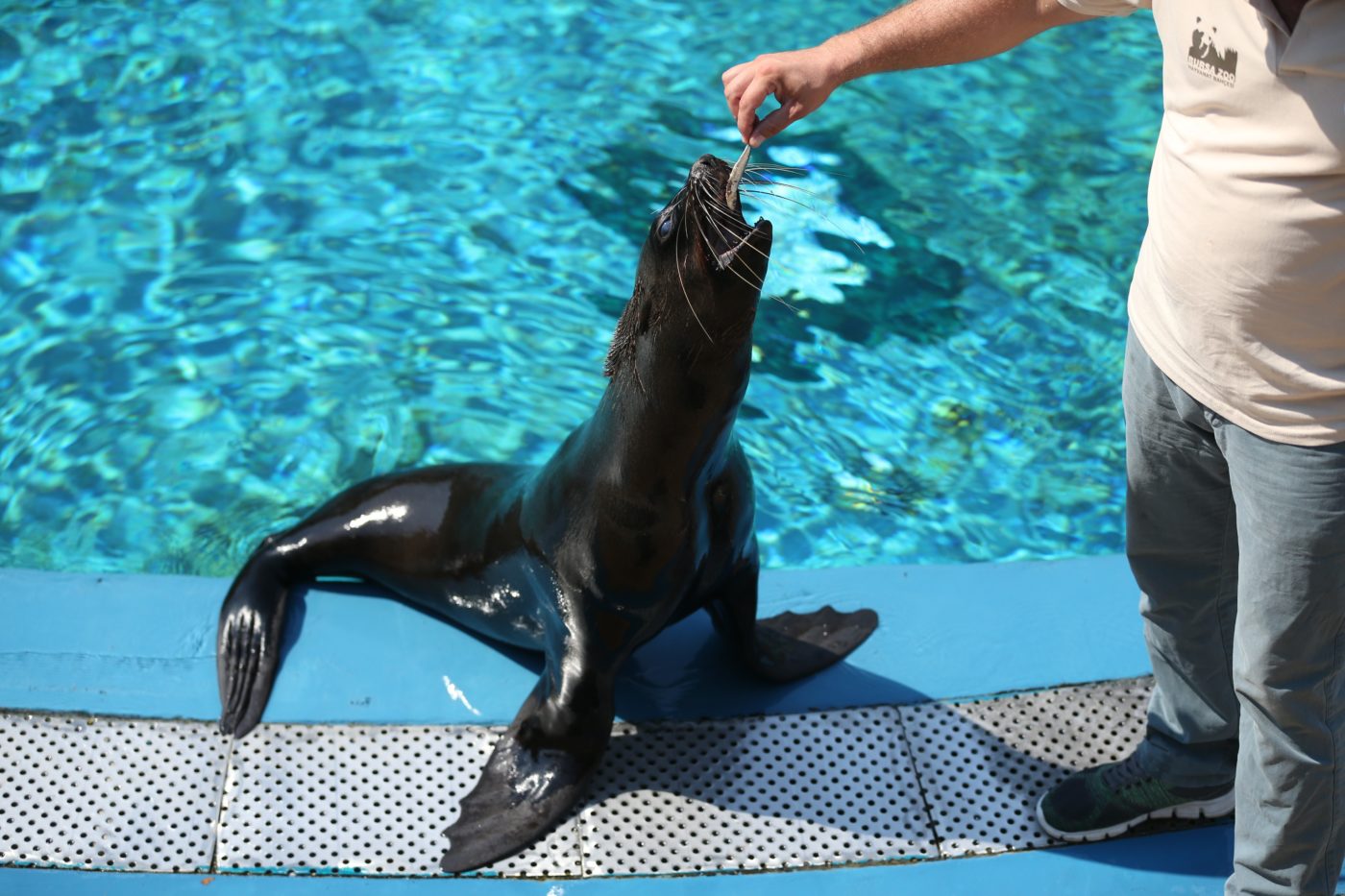 Kitiltották az egyszer használatos műanyagokat a debreceni állatkertből