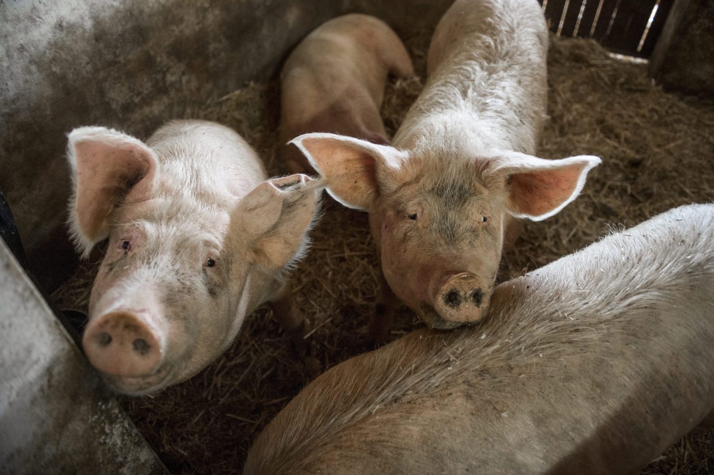 Kínának nem kell többé kanadai hús
