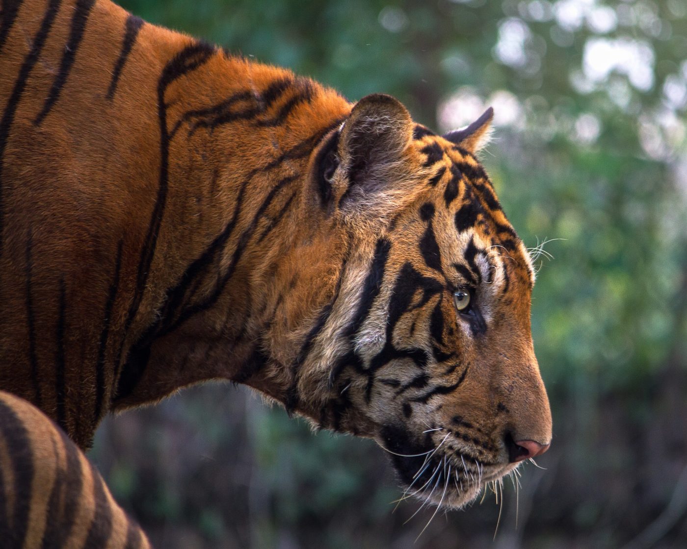 Bengáli tigrisek lenyúzott bőrét foglalták le a határőrök