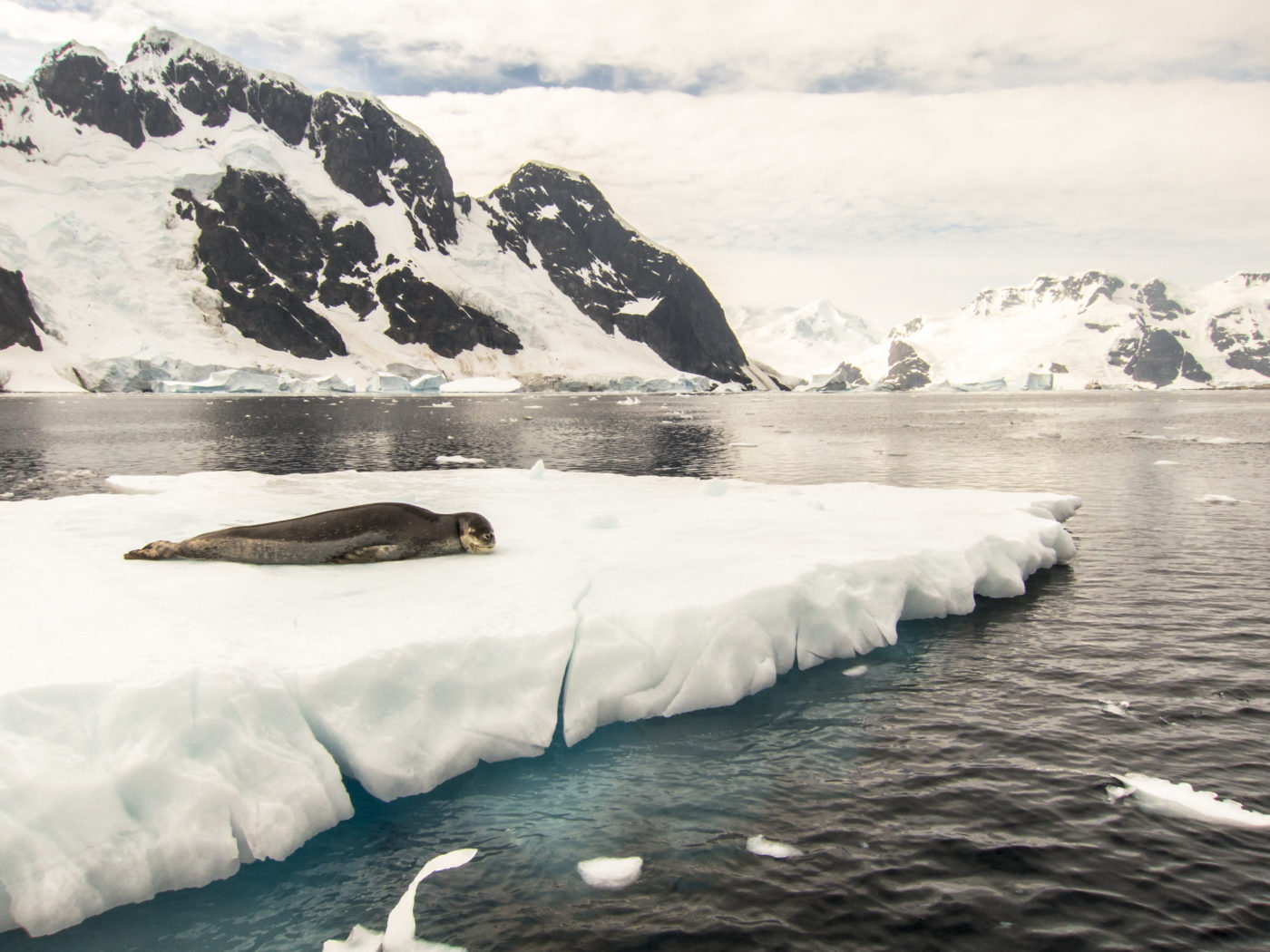 Egyre aggasztóbb hírek jönnek az Antarktika állapotáról