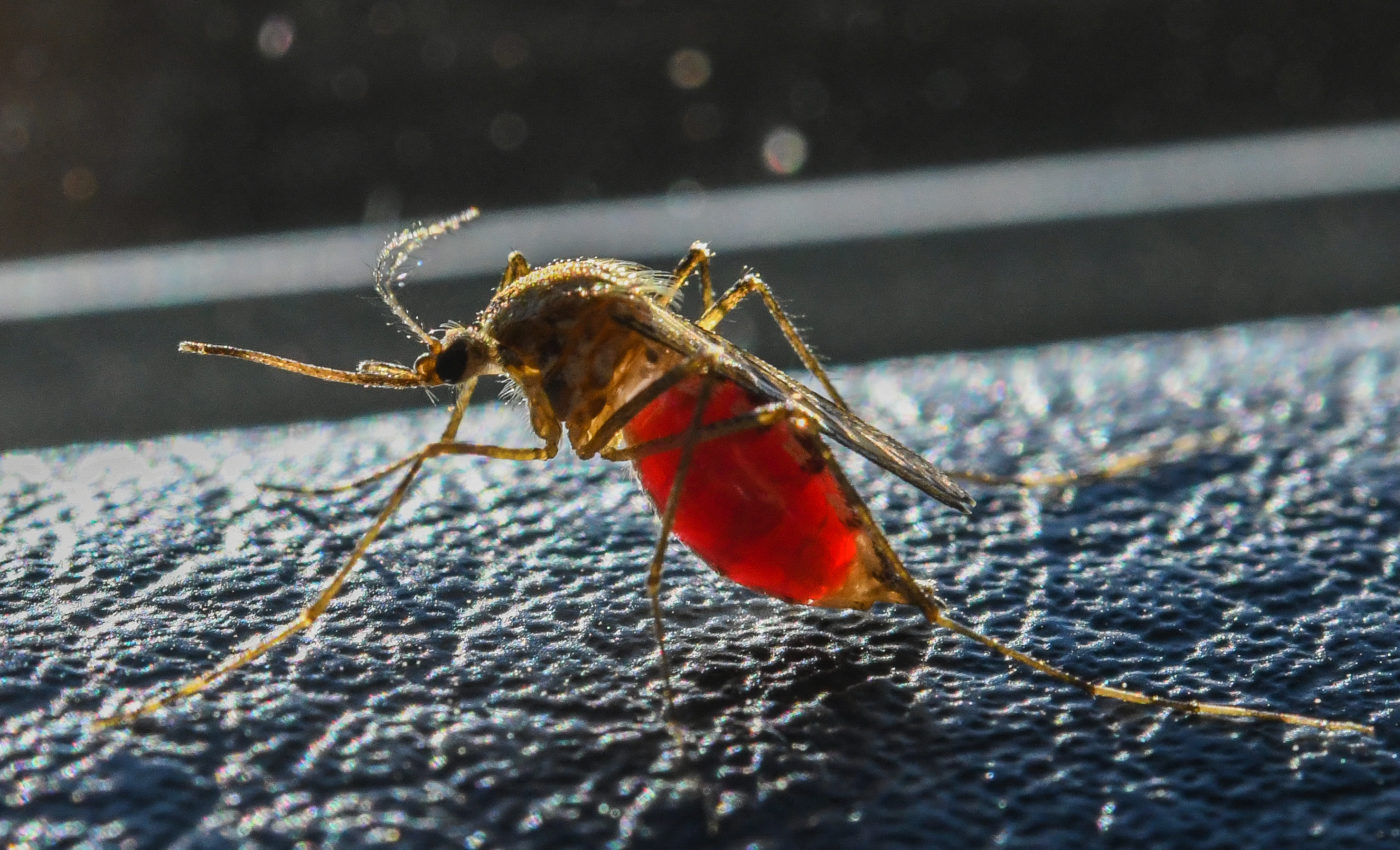 Folytatódik az országos szúnyogirtás | Világgazdaság