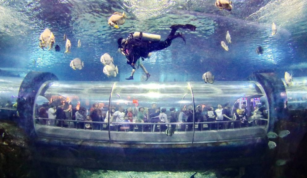 2261 méterre a tengerszint felett láthatunk delfineket, farkasokat