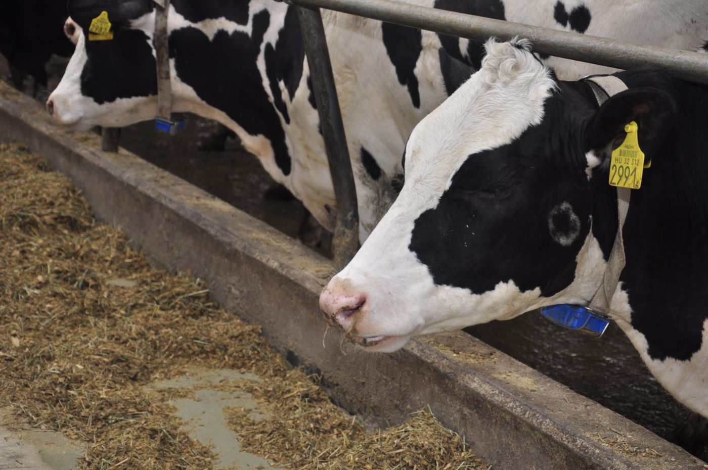 Az Agrárminisztérium kiemelt szerepet szán a marhatenyésztésnek