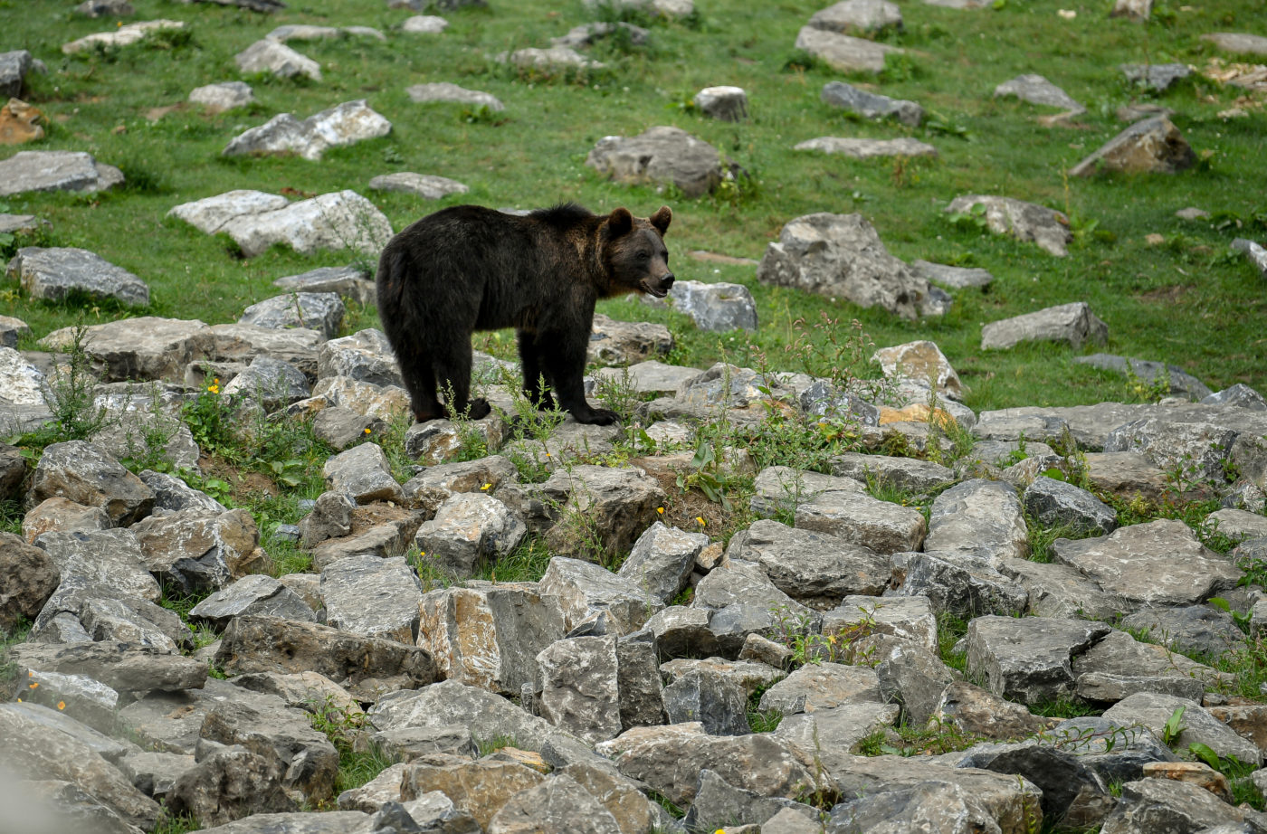 Elgázoltak egy medvét egy román autópályán