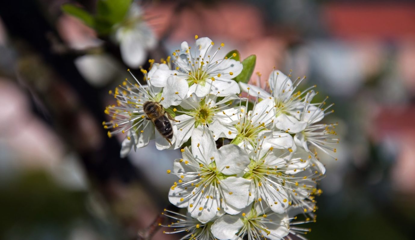 Extrém magas lehet a pollenkoncetráció
